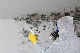 Best Mold Remediation for Healthcare Facilities  in Osprey, FL